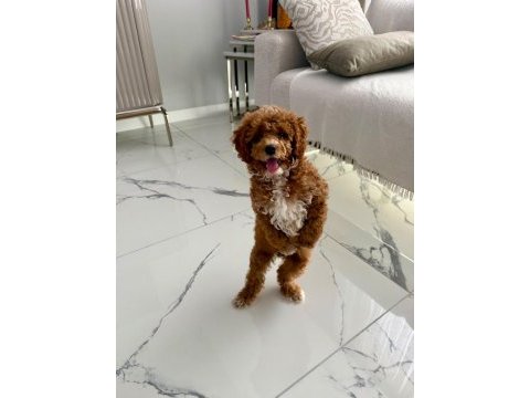 3,5 aylık toy poodle ped eğitimli