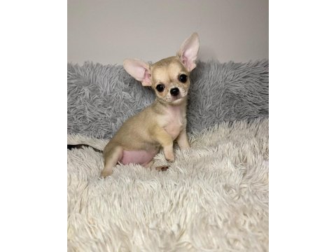 Dünya tatlısı chihuahua yavruları