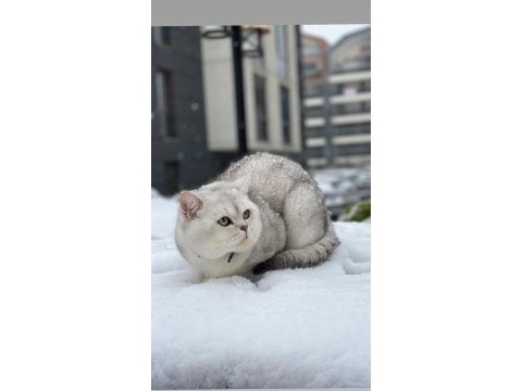 Asil british shorthair