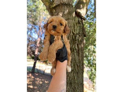 Maltipoo dişi erkek 