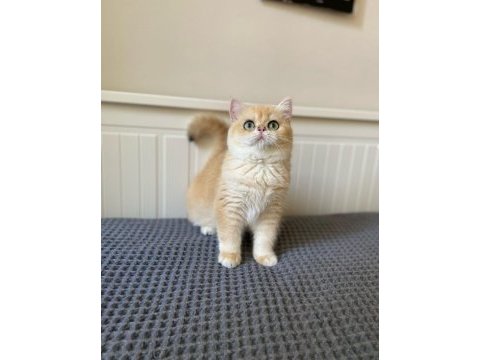 Özel hissettiren golden british shorthair kedim