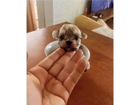 Muhteşem morkie bebeklerimiz