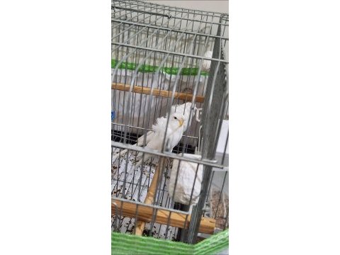 3 kuşak birlikte üretken japonese muhabbet kuşu