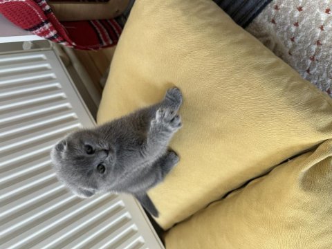 Sevimli bebek kedilerim