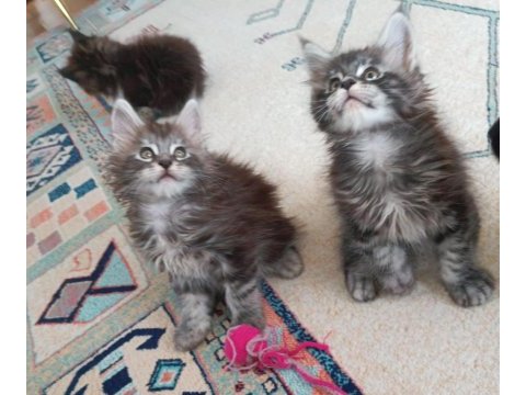 Maine coon kedimiz