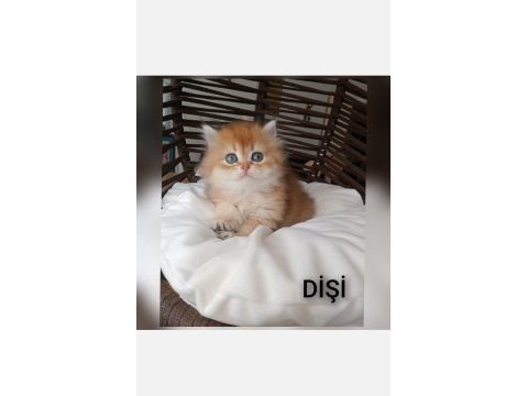 British golden longhair zarafeti