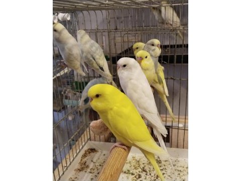 Bebek muhabbet kuşlar erkek ve dişi rengârenk