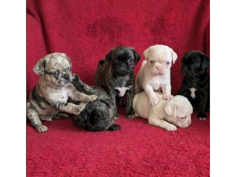 Egzotik renk pug mops yavruları