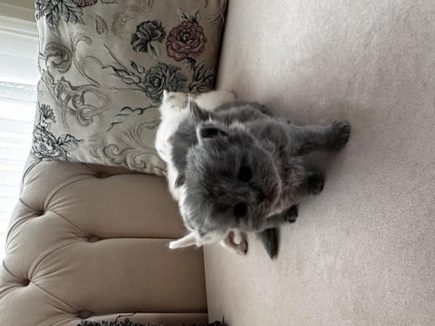 British longhair ve shorthair yavrular