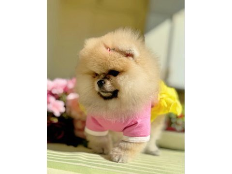 Bal gibi dışı pomeranian boo