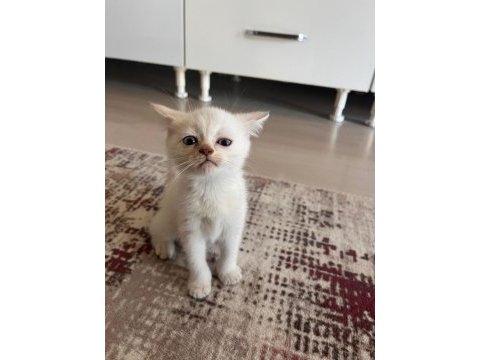 Son iki yavru kedimiz 4 puan