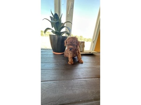 Boy kilo garantili teacup erkek poodle