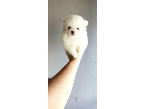 Pomeranian yavrumuz yuvasına gitmeye hazır