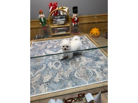 Ayıcık surat pomeranian boo