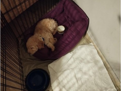 2 aylık toy poodle her şeyi ile vereceğim