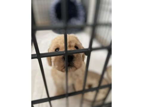 Maltipoo yavru köpeğimiz