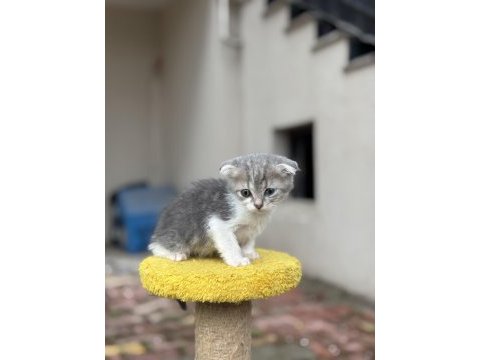 2 aylık erkek scottish fold