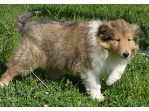 Rough collie ( lessie ) yavruları