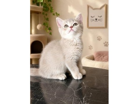 British shorthair dişi yavrular