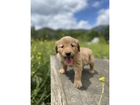 Irk garantili golden retriever yavrularımız