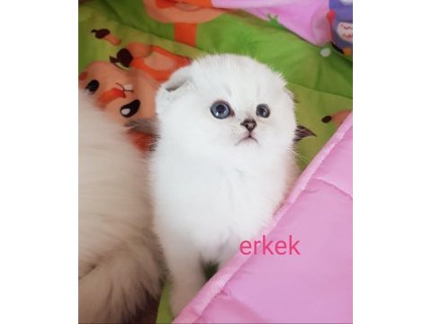 Scottish straight ve scottish fold yavrular