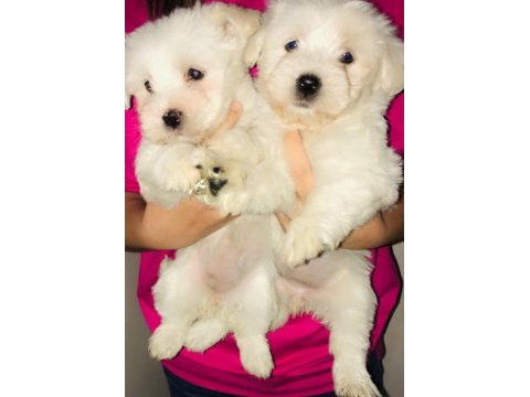 Maltese terrier dişi bebişler