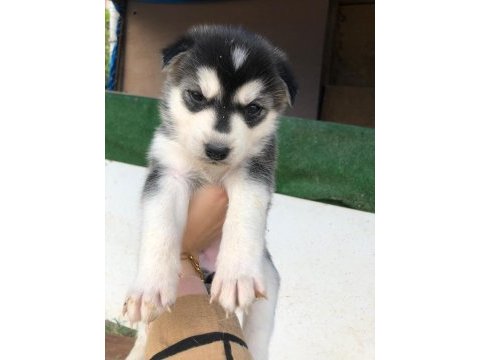 Dişi husky yavrular sahiplendirilecektir