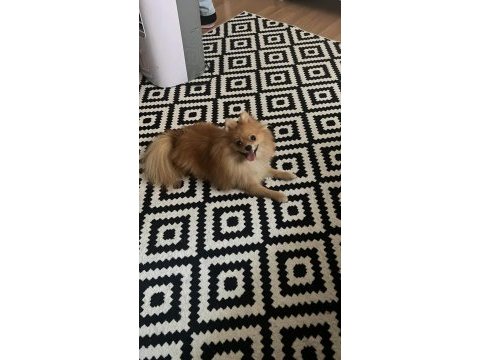 8 aylık erkek pomeranian tüm aşıları yapılmıştır
