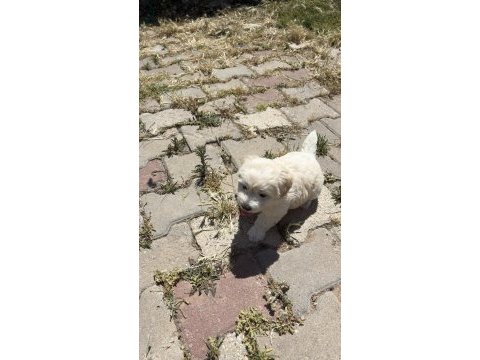 0 numara maltese terrier kızımız