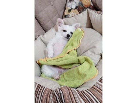Mini boy şivava köpekler