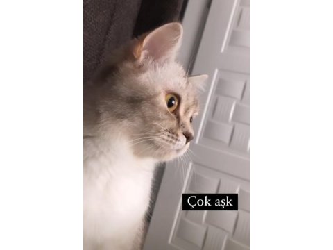 3 yaşında dişi british shorthair kısır değil