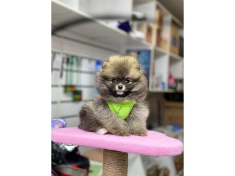 Ayı surat pomeranian boo