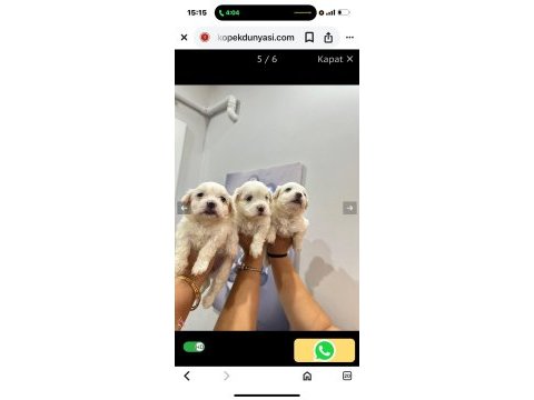 Maltese terrier yavrum 55 günlük