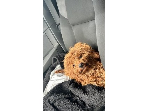 1 yaşında dişi toy poodle