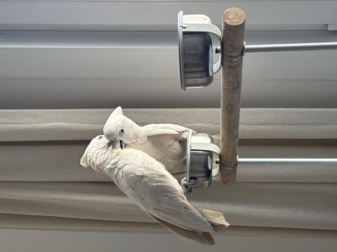 Belgeli çipli aşılı 9 aylık 2 adet mavi gözlü kakadu