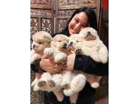 Safkan chow chow yavrularımız