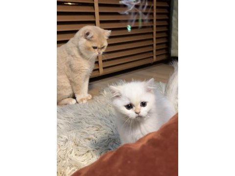 Safkan british shorthair bebişler