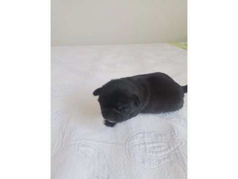 2 yavru erkek 1 dişi genç pug