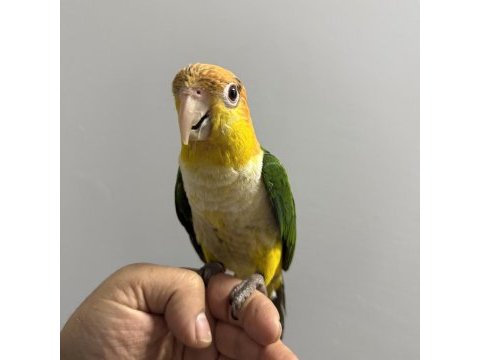 Yavru kayık papağanı
