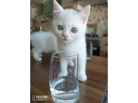 İlk gelen alır british shorthair