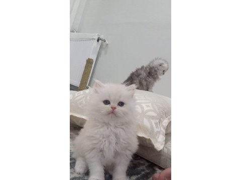 Anne safkan iran kedisi baba chinchilla