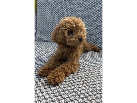 Tea cup ponçik poodle