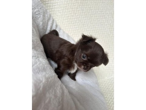 Mini mini chihuahua bebişler