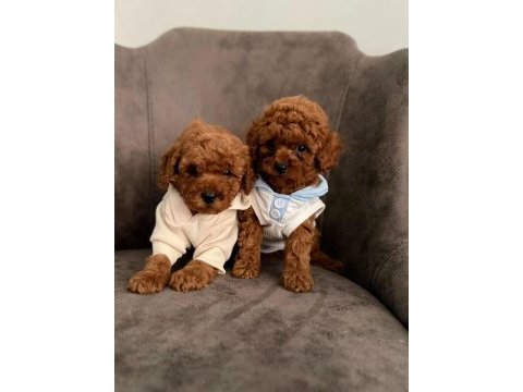 Toypoodle minik yavrularımız 