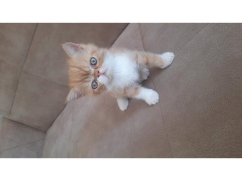 Exotic shorthair yavru erkek 2 aylık