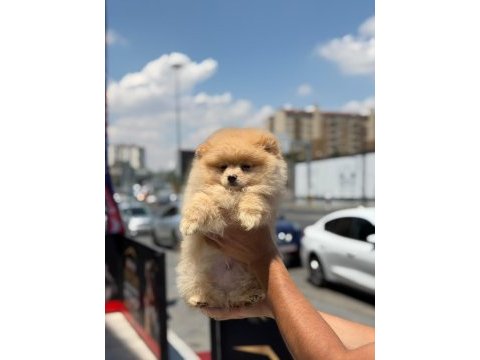 Ayı surat pomeranian yavrular korekan