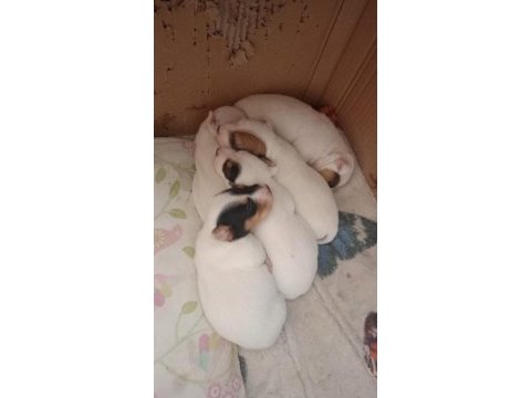Saf kan terrier jack russell