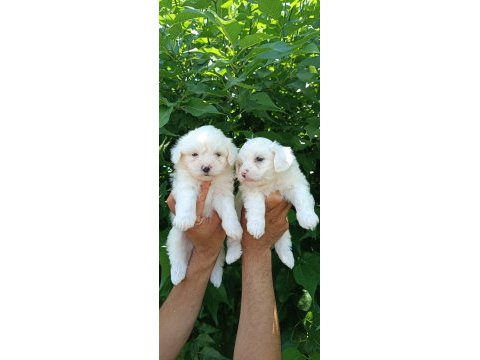 Lekesiz maltese terrier yavrular