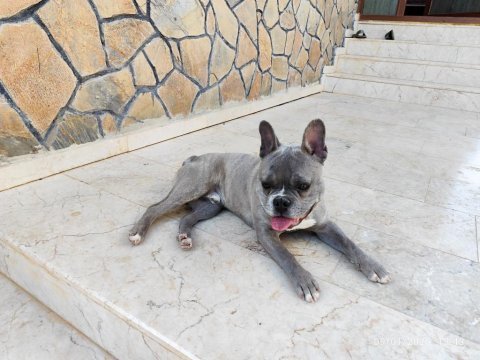 French bulldog oğluma eş arıyorum