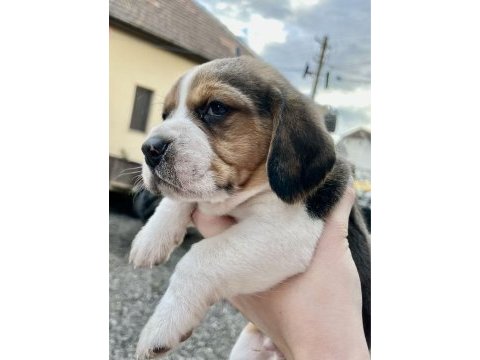 Safkan beagle bebekler